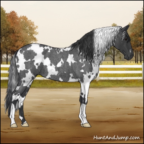 Horse Color:White Spotted Blue Roan 