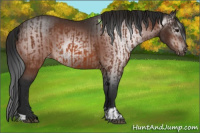 Horse Color:Bay Appaloosa  and Gray Bay Appaloosa 