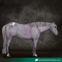 Horse Color:Black Appaloosa