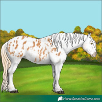 Horse Color:Chestnut Appaloosa 