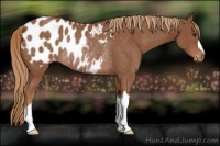 Horse Color:Chestnut Blanket Rabicano 