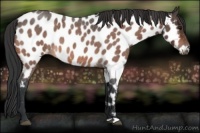Horse Color:Bay Roan Near Leopard Rabicano 