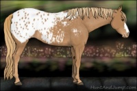 Horse Color:Chestnut Appaloosa Rabicano 