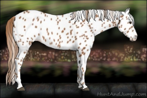Horse Color:Chestnut Leopard Rabicano