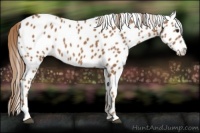 Horse Color:Chestnut Leopard Rabicano 