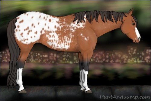 Horse Color:Bay Appaloosa Rabicano