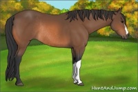 Horse Color:Bay Rabicano 