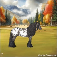 Horse Color:Grullo Mushroom Appaloosa Rabicano 
