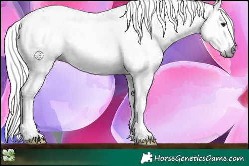 Horse Color:Gray Bay Sabino Rabicano