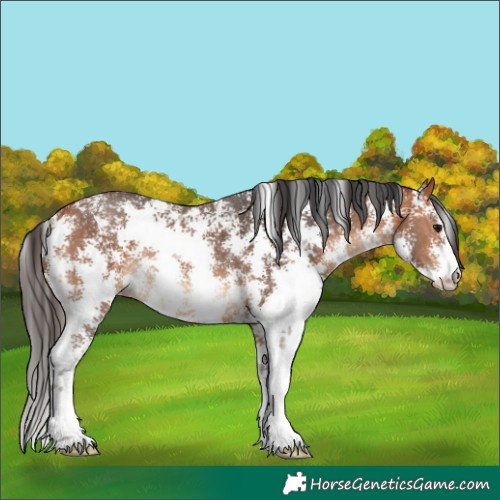 Horse Color:Bay Sabino Rabicano 