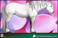 Horse Color:Gray Bay Sabino 