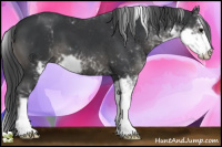 Horse Color:Black Sabino 