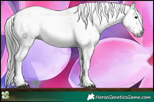 Horse Color:Gray Black Sabino 
