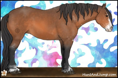 Horse Color:Bay Sabino 