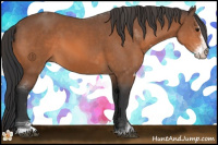 Horse Color:Bay Sabino 
