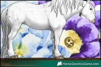 Horse Color:Black Sabino 