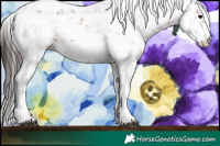 Horse Color:Bay Sabino 