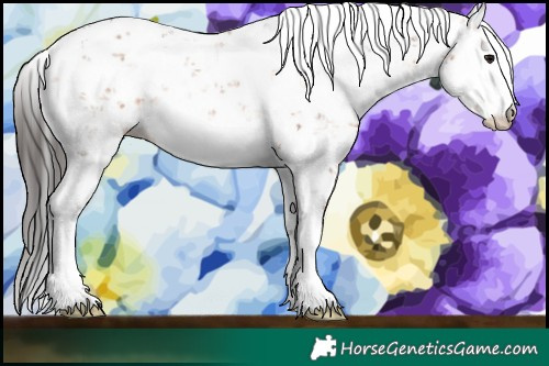 Horse Color:Bay Sabino 