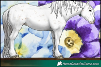 Horse Color:Bay Sabino 