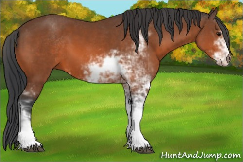 Horse Color:Bay Sabino 