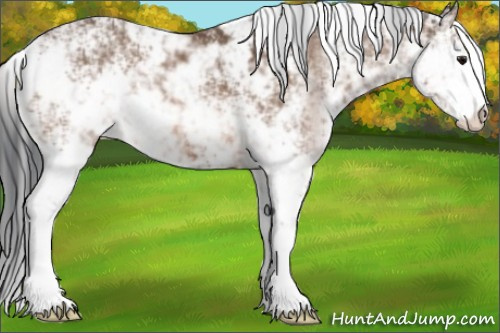 Horse Color:Bay Sabino 