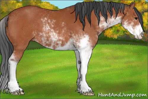 Horse Color:Bay Sabino
