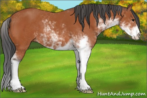 Horse Color:Bay Sabino 