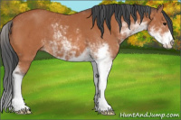 Horse Color:Bay Sabino 