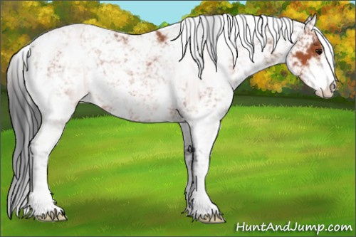 Horse Color:Bay Sabino 