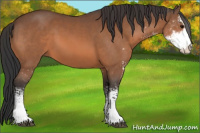 Horse Color:Bay Sabino 