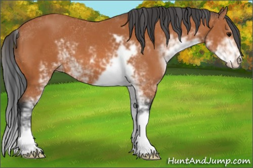 Horse Color:Bay Sabino