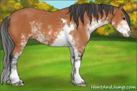 Horse Color:Bay Sabino 