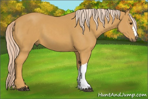 Horse Color:Palomino 