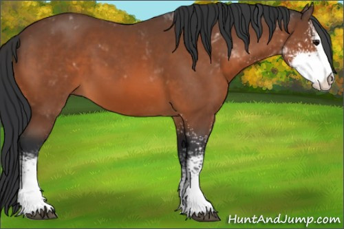 Horse Color:Bay Sabino