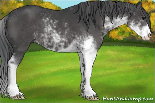 Horse Color:Black Sabino 