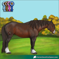 Horse Color:Liver Chestnut Sabino
