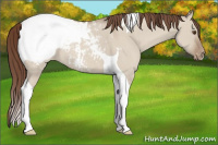 Horse Color:Classic Champagne Dun Tobiano Snowcap 