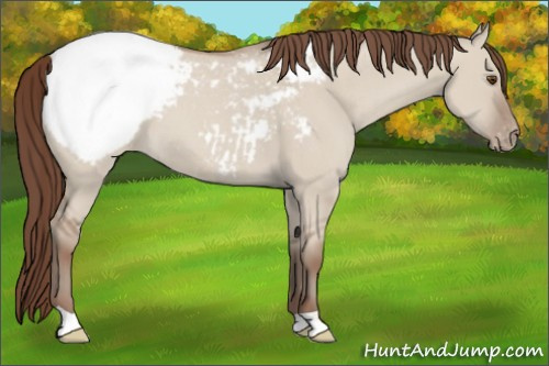 Horse Color:Classic Champagne Dun Snowcap
