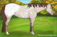 Horse Color:Classic Champagne Dun Snowcap