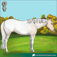 Horse Color:Silver Amber Champagne Tobiano Appaloosa 