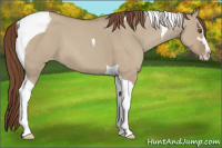 Horse Color:Classic Champagne Dun Sabino Tobiano Varnish 