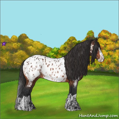 Horse Color:Bay Appaloosa  and Bay Splash Appaloosa 