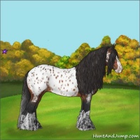 Horse Color:Bay Near Leopard  and Bay Splash Near Leopard 