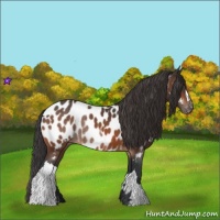 Horse Color:Bay Near Leopard  and Bay Near Leopard Rabicano 