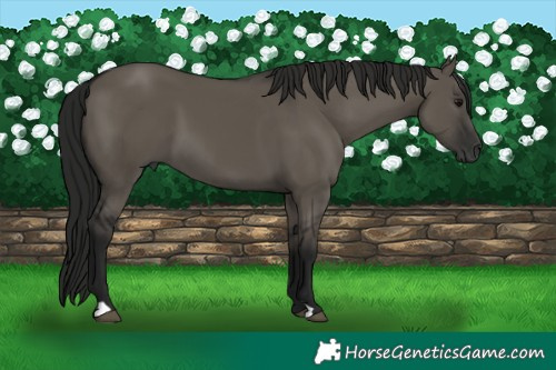 Horse Color:Gray Smoky Grullo