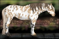 Horse Color:Palomino Roan Near Leopard  and Buckskin Roan Near Leopard 