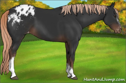 Horse Color:Liver Chestnut Appaloosa 