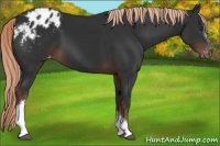 Horse Color:Liver Chestnut Appaloosa 
