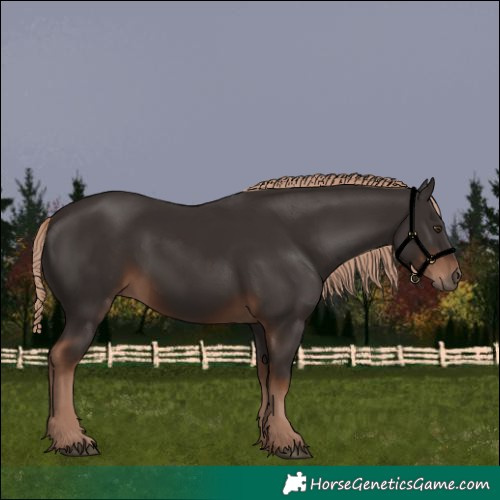 Horse Color:Liver Chestnut Rabicano 