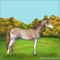Horse Color:White Spotted Red Roan 